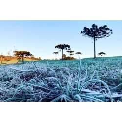 Simepar prevê inverno com poucas ondas de frio, veranicos, nevoeiros e geadas